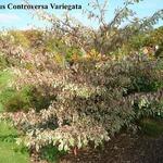 Cornus controversa 'Variegata' - 