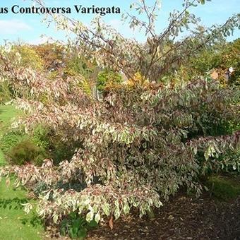 Cornus controversa 'Variegata'