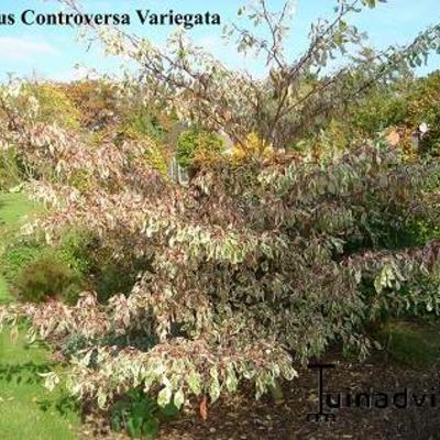 Cornus controversa 'Variegata' - 