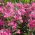 Phlox paniculata 'Tenor'