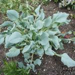 Mertensia maritima - Mertensie maritime