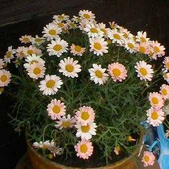 Argyranthemum frutescens DAISY CRAZY-serie