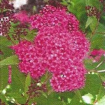 Spiraea japonica 'Genpei'