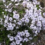 Phlox subulata 'Bavaria'