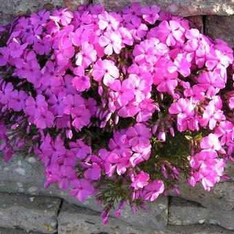 Phlox subulata 'McDaniel's Cushion'