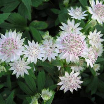 Astrantia 'Buckland'