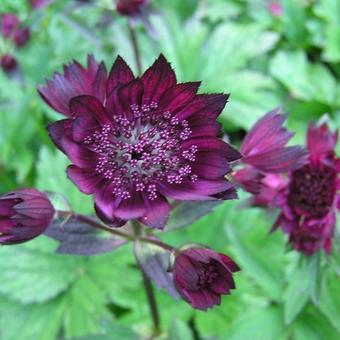 Astrantia major 'Claret'