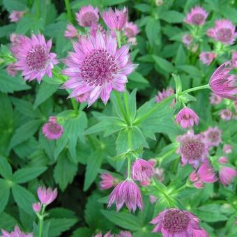 Astrantia major 'Roma'