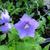 Campanula persicifolia 'Coerulea'