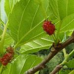 Morus alba - Mûrier blanc