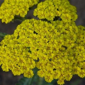 Achillea 'Moonshine'