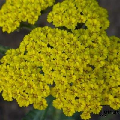 Achillea 'Moonshine' - Achillea 'Moonshine'