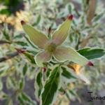 Cornus kousa 'Eva's Beauty' - 