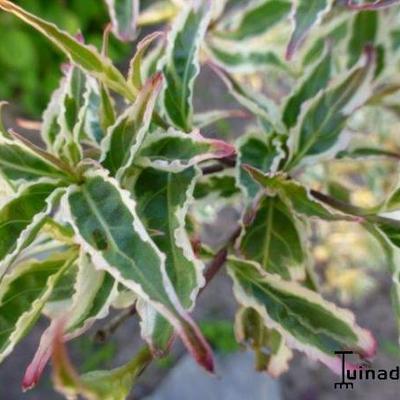 Cornus kousa 'Eva's Beauty' - 