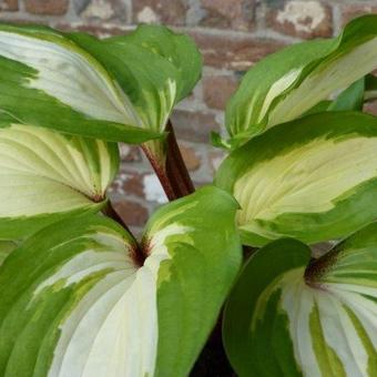 Hosta 'Raspberry Sundae'