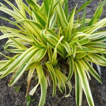 Liriope muscari 'Gold Band'