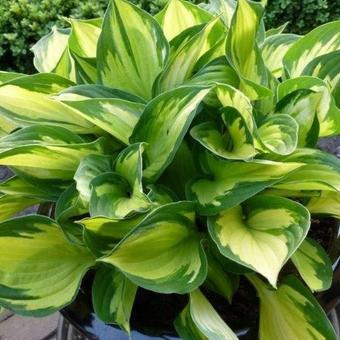 Hosta 'Morning Light'