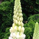 Lupinus 'TUTTI FRUTTI' hybrids - 