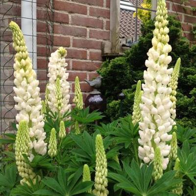 Lupinus 'TUTTI FRUTTI' hybrids - 