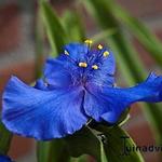 Tradescantia andersoniana 'Bärbel' - 