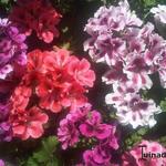 Pelargonium grandiflorum - 