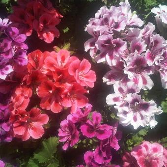 Pelargonium grandiflorum