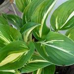 Hosta 'Clifford's Stingray' - 