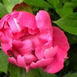 Paeonia lactiflora 'Little Medicine Man' - 