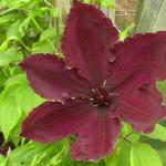 Clematis 'Honora' - 