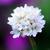 Armeria maritima 'Alba'