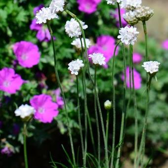 Armeria maritima 'Alba'