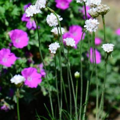 Armeria maritima 'Alba'