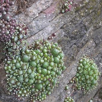 Sempervivum arachnoideum var. Tomentosum