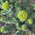 Sedum roseum