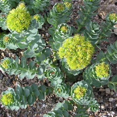 Sedum roseum - 