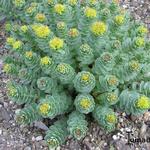 Sedum roseum - Rosenwurz