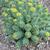 Sedum roseum