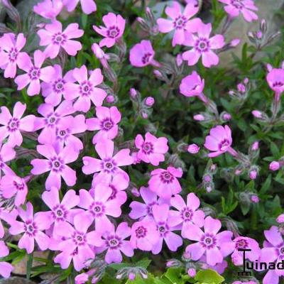 Phlox subulata 'Purpurteppich' - 