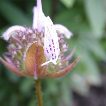 Monarda bradburiana