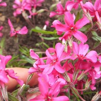 Phlox subulata 'Atropurpurea'