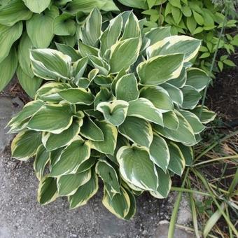 Hosta fortunei 'Aureomarginata'