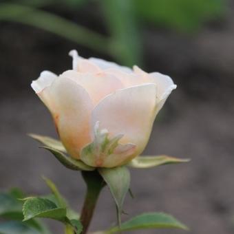 Rosa 'Marie Curie mutant'