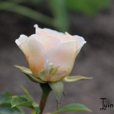 Rosa 'Marie Curie mutant' - 