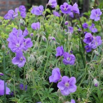 Geranium 'Orion'