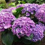 Hydrangea macrophylla 'Hopcorn' - 