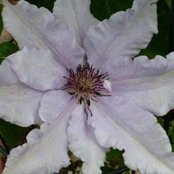 Clematis ‘Snow Queen’