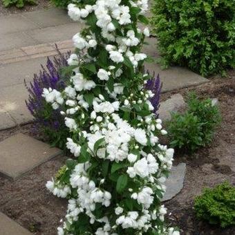 Philadelphus 'Snowbelle'