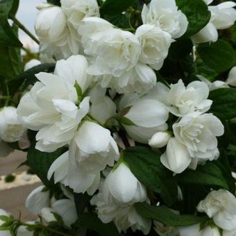 Philadelphus 'Snowbelle'