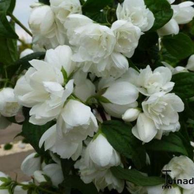 Philadelphus 'Snowbelle' - 