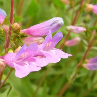 Penstemon heterophyllus 'Catherine de la Mare'